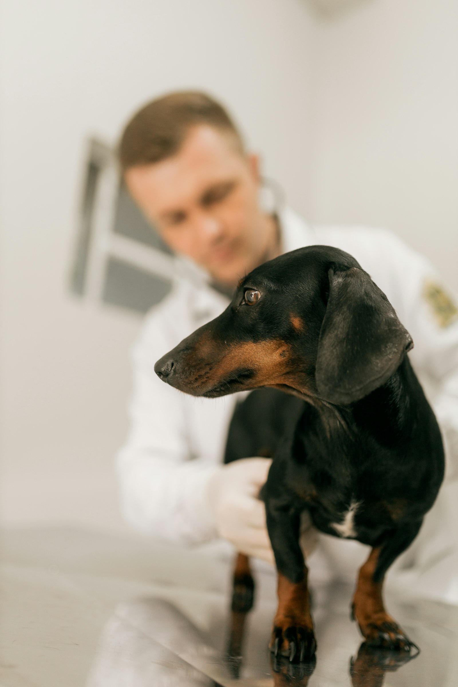 Veterinarian with a dachshund in the exam room